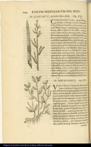 The top image shows the stem of the çoçoyatic plant with its leaves and flowers. The Latin phrase for this plant is “De Çoçoyatic, seu herba Palmae simili.” The bottom image shows the Mecaxochitl plant with its roots, leaves, and flower or fruit.